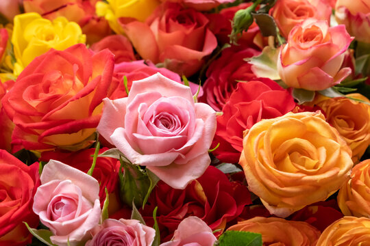 Background image of roses. Colored fresh pastel roses. Pink and rose roses. Background image of roses. Colored fresh vivid color flowers. Natural background. Pink, orange and yellow roses.