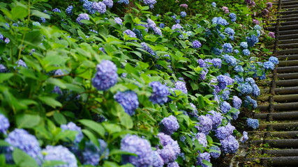 色鮮やかなアジサイ