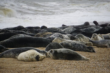Seals by the beach at Horsey Gap, Norfolk, UK
photographed by sony a6000 in June 2021