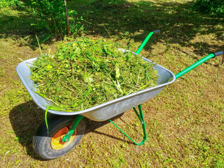 Green vegetable garden. Lawn. Mown grass. Garden wheelbarrow. Gardening Tools. Close-up.