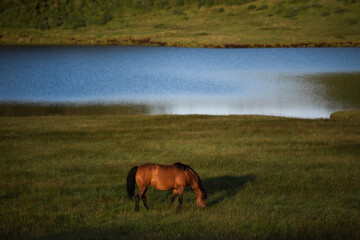 湖と馬