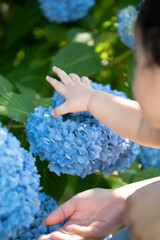 紫陽花を触ろうとする赤ちゃん