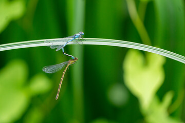 les libellules