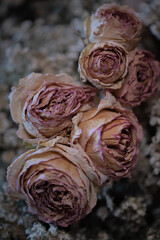 ドライフラワー