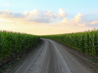 Fototapeta na wymiar Rural road is turning through corn fields