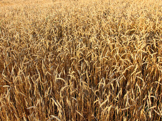 Ripe golden ears of wheat, close-up, background