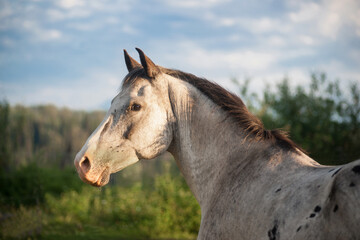 Obraz na płótnie Canvas Grey Alert Pinto Mare - Horse Portrait