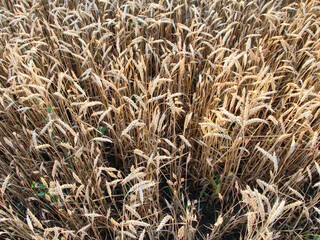 Ripe golden ears of wheat, close-up, background