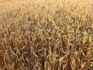 Ripe golden ears of wheat, close-up, background