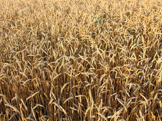 Ripe golden ears of wheat, close-up, background