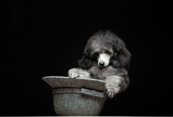 image of dog hat dark background