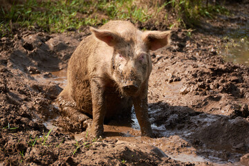 Pig bathing in the mud - 442750822