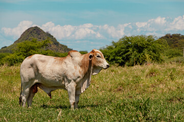 Nelore bull stallion in the pasture