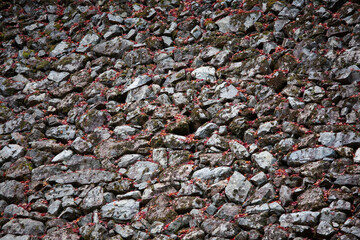 石垣に散るモミジ