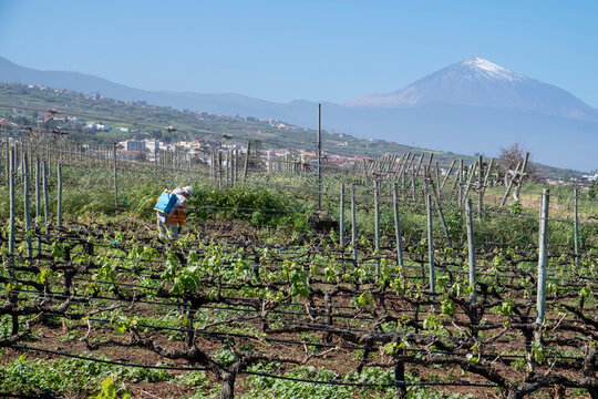 Campos de vid en las laderas de Tacoronte con el volc&aacute;n Teide de fondo en la costa norte de Tenerife, Canarias