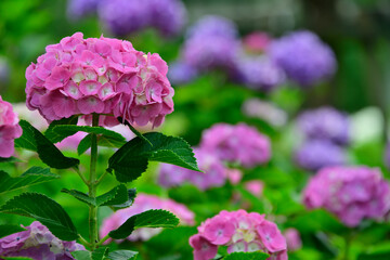 蜻蛉池公園の紫陽花園