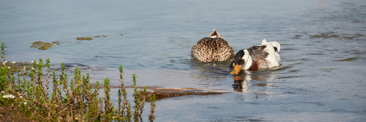 Two ducks swimming together in the stream