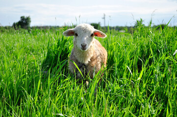 Little lamb on a background of green grass and blue sky