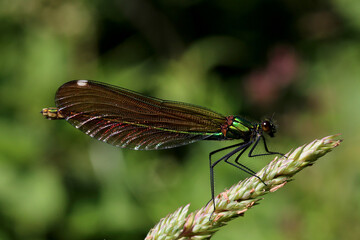 Female Beautiful demoiselle. scientific name, Calopteryx virgo. Demoiselle is perched on a grass head.