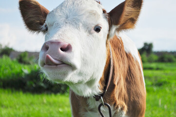 calf with tongue on a background of green grass and blue sky - obrazy, fototapety, plakaty