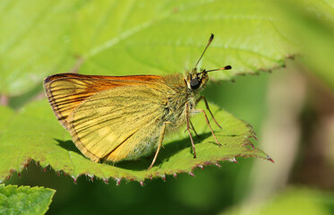 Fototapeta na wymiar A small Skipper Butterfly. Scientific name thymelicus sylvestris. Butterfly is basking on a leaf.