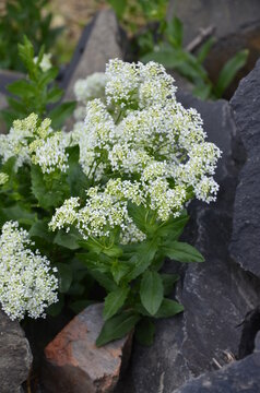 Field pepperwort flowers, Lepidium campestre.Lepidium campestre - Wild plant shot in the spring.