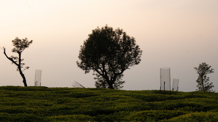 View of kodanadu tea estate in the morning. Trees in middle of the tea estate in kodanadu