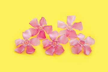 small pink oleander flowers on a yellow background