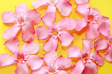 small pink oleander flowers on a yellow background