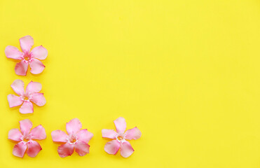 Fototapeta na wymiar small pink oleander flowers on a yellow background
