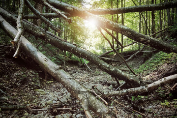 Ausgetrocknetes Flußbett mit umgestürzten Bäumen in einem Bannwald