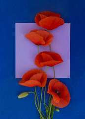 Flowers red poppies ( corn poppy, corn rose, field poppy ) on a violet paper card and dark blue paper background. Top view, flat lay