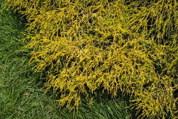 Chamaecyparis pisifera 'Filifera Aurea' (Sawara cypress or Sawara Japanese) in Adler Arboretum...