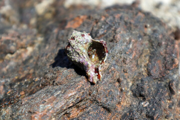 Hermit crab hiding in mollusc hard shell close-up on rock surface under Mediterranean summer sun on sea shore. Marine wild life