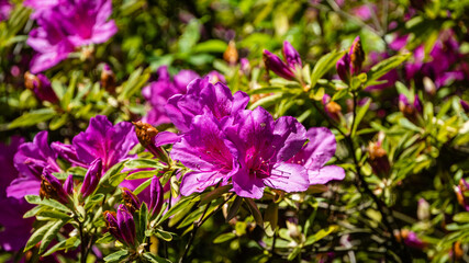 Bright red Rhododendron Azalea on blurred background of green leaves. Selective focus. Colorful inflorescences of rhododendron close-up. Arboretum "Southern cultures". Sirius (Adler). Nature concept