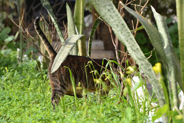 Half cat