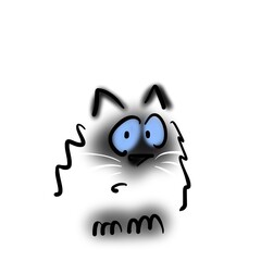 Scared cat with blue eyes and white whiskers