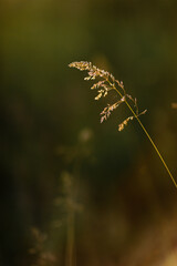 Selective soft focus of dry grass, reeds, stalks blowing in the wind at golden sunset light, horizontal, blurred hills on background, copy space. Nature, summer, grass concept