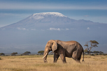 Fototapeta premium Mount Kilimanjaro over Elephant