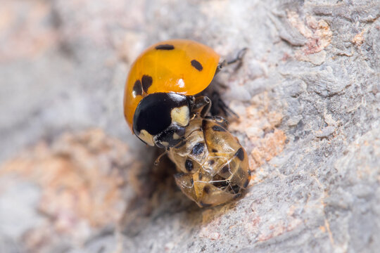 Seven-spot ladybird, Coccinella septempunctata, resting on her own pupa. High quality photo