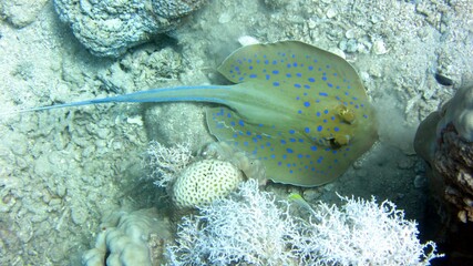 fish in aquarium