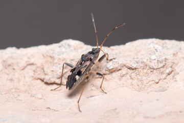 Beosus maritimus insect walking on a rock on a sunny day. High quality photo