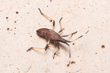 Stage V nymph of Dicranocephalus albipes walking on a concrete wall.  High quality photo