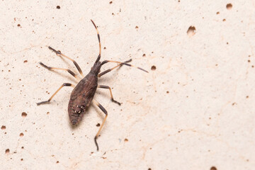 Stage V nymph of Dicranocephalus albipes walking on a concrete wall.  High quality photo