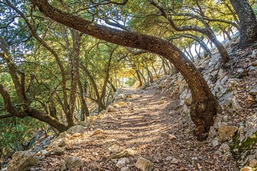 path in the forest on a sunny day in mallorca, spain