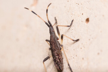Stage V nymph of Dicranocephalus albipes walking on a concrete wall.  High quality photo