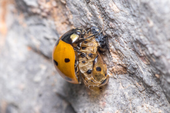 Seven-spot ladybird, Coccinella septempunctata, resting on her own pupa. High quality photo