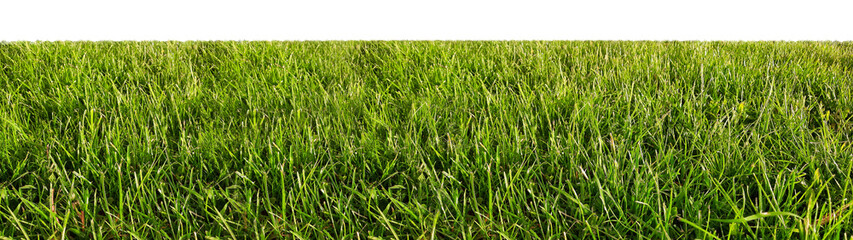 Green grass border field isolated on white background for your design.
