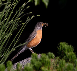 robin on a branch