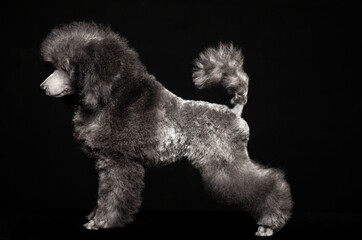 image of dog dark background